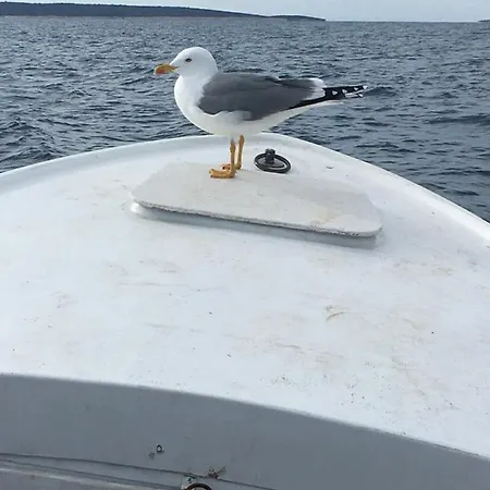 Zuzi Otok Hrvatska *