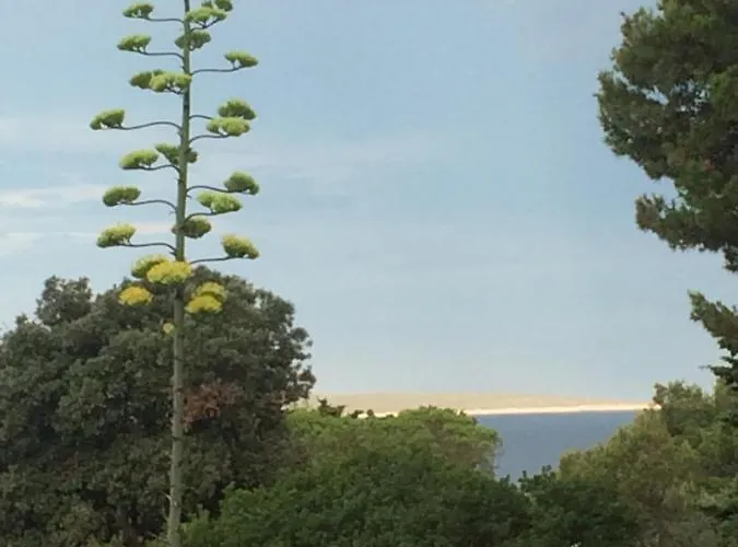 Zuzi Otok Hrvatska