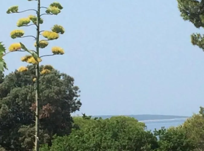Zuzi Otok Hrvatska Appartamento Silba